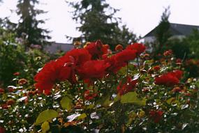 Scan_haus_0030