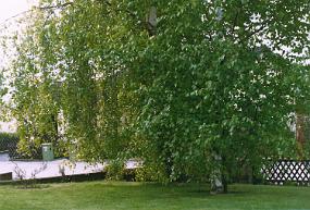Scan_haus_0031