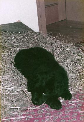 Scan_asta_0065