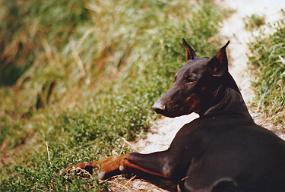 Scan_sir_0080