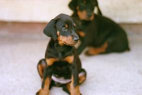 Scan_sir_0084