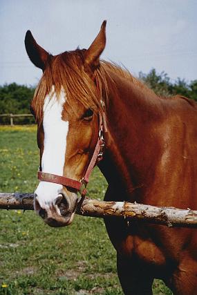 scan0050_a