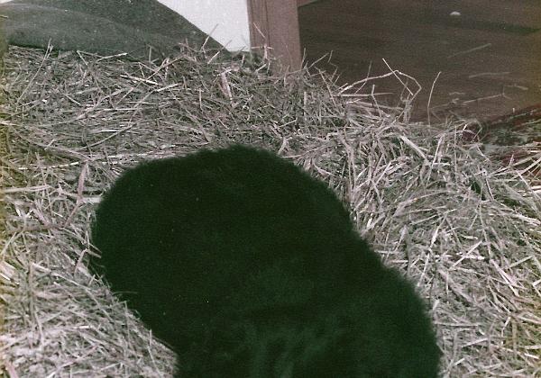 Asta (Monday, 01. October 1984) Der Neunfundländer von meiner Schwester kurz nach ihrer Ankunft in der Wohnung in Rotthalmünster. Man beachte das Stroh...