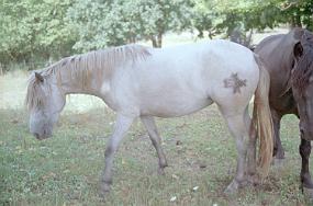 scan0027