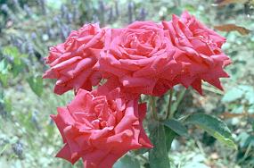 scan0022_b_exposure