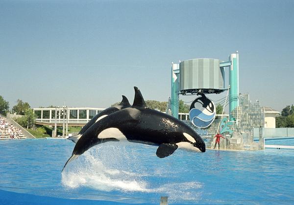 USA III (Friday, 07. September 1990) The western show in the Universal Studios and the killer whales of Sea World