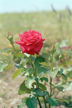 scan0007_b_exposure