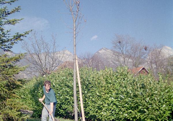 Gartenphotos (Wednesday, 08. May 1996) Photos vom Pflanzen von Blumen und Bäumen in Sant Ismier.