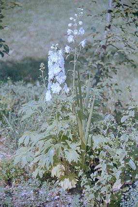 scan0023_b