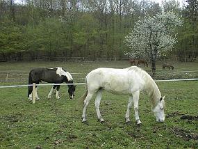 pic00052