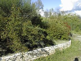 PIC00018