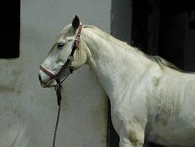 pic00021