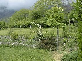 pic00033