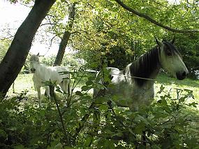 pic00003