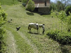 pic00029