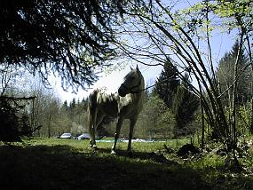 pic00008