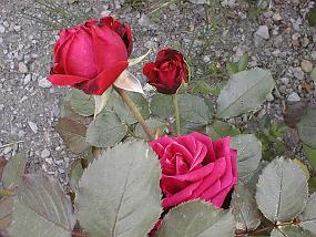 pic00005