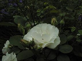 pic00025