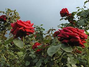 pic00009