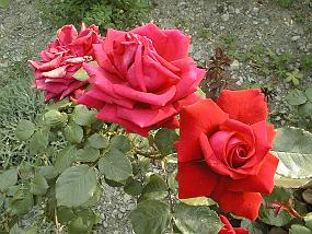 pic00011