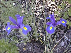 pic00012
