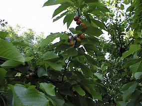 pic00020
