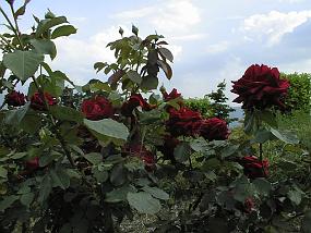 pic00012