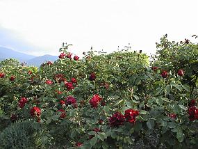 pic00038