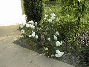 pic00042