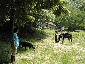 pic00021 Les chevaux