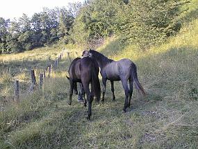 pic00011