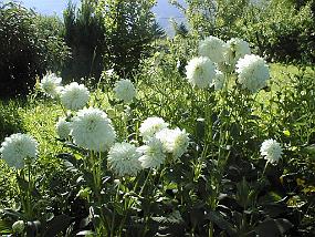 pic00006