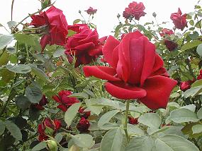 PIC00004