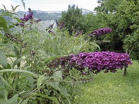 PIC00034