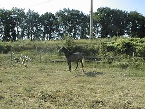 PIC00007