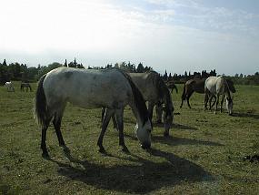 PIC00036
