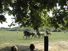 pic00015
