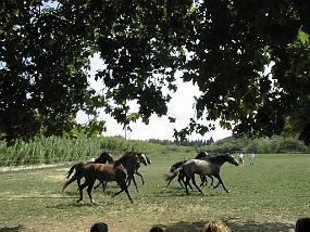 pic00016