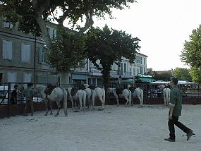 pic00031