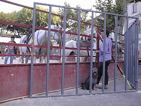 pic00036
