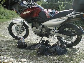 pic00018