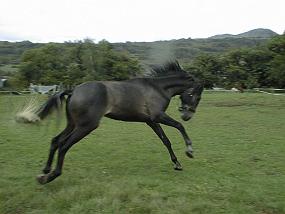 pic00027