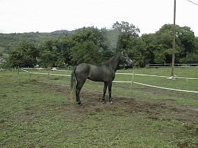 pic00031