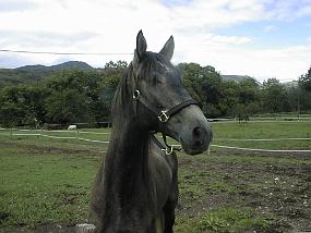 pic00036