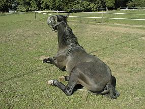 pic00005