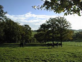 pic00010
