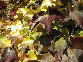 pic00031