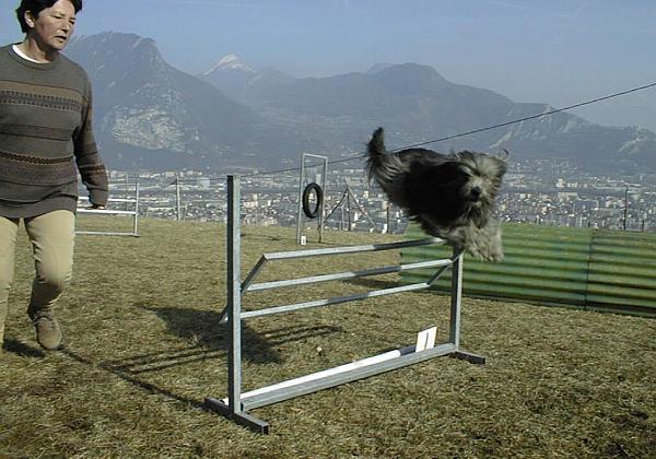 Agility training (Sunday, 08. February 1998) Gini at the agility training