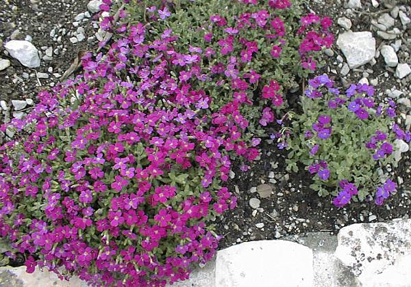 Gartenbilder (Sunday, 05. April 1998) Photos vom Garten in Sant Ismier. Wie immer viele Blumen.