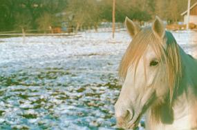 scan0024_ps